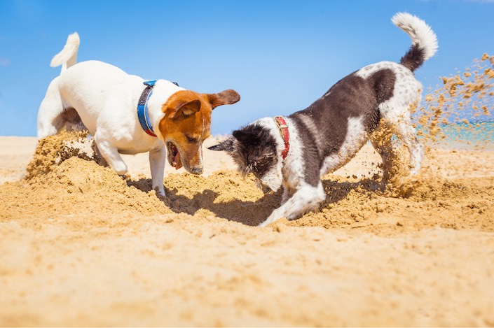 Easy Ways To Exercise Your Dog